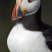 puffin_atlantic_msi_v_0985_can0598.jpg